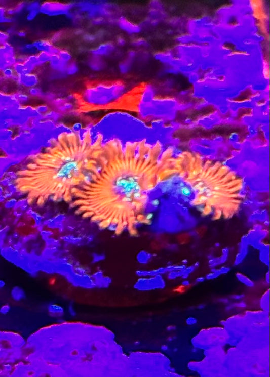 Magicians Zoas